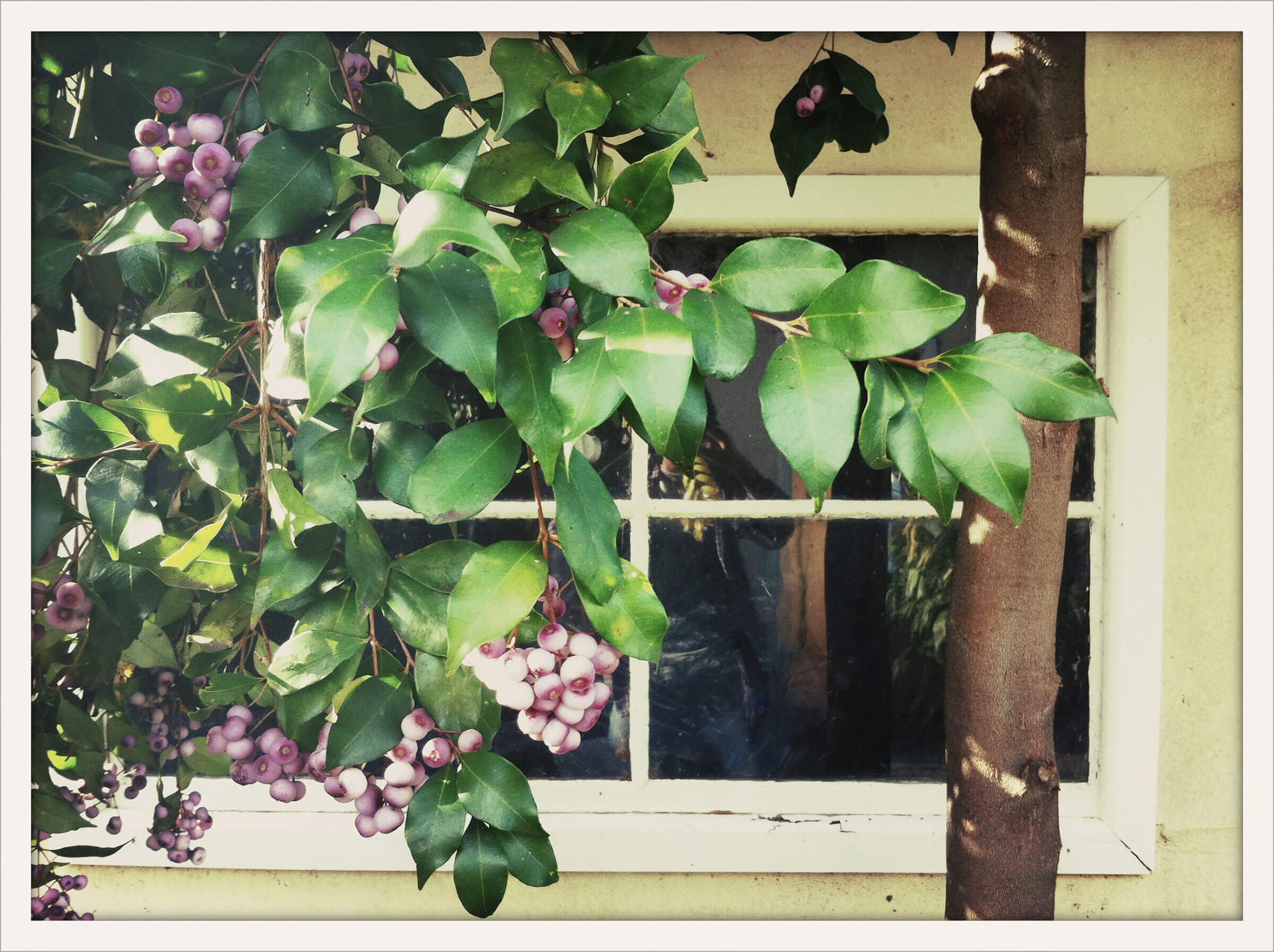 Cross Process